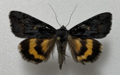 Catocala antinympha