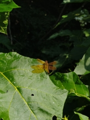 Perithemis icteroptera