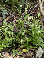 Pterostylis australis