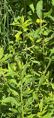 Oenothera pilosella
