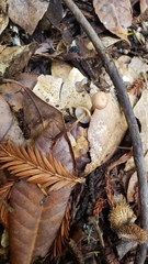 Mycetinis copelandii