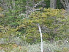 Tachycineta leucopyga