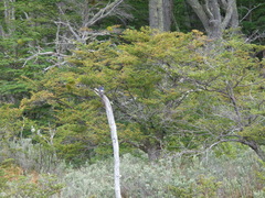 Tachycineta leucopyga