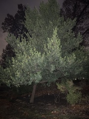 Baccharis halimifolia