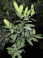 Baccharis halimifolia