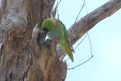 Parvipsitta porphyrocephala