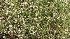 Alternanthera filifolia