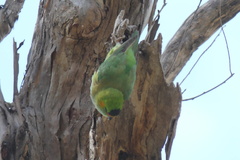 Parvipsitta porphyrocephala