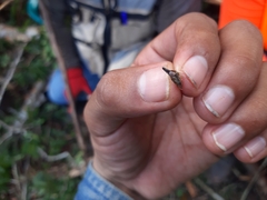 Membracidae