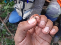 Membracidae