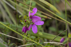 Tetratheca pilosa