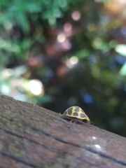 Epilachna paenulata