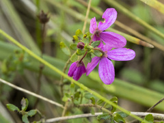Tetratheca pilosa