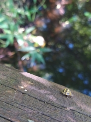 Epilachna paenulata