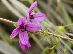 Tetratheca pilosa
