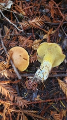Suillus caerulescens
