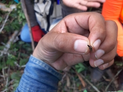Membracidae