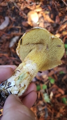 Suillus caerulescens