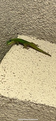 Phelsuma laticauda laticauda