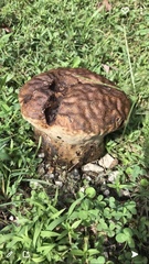 Calvatia