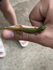 Phelsuma laticauda laticauda