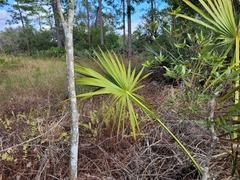 Coryphoideae