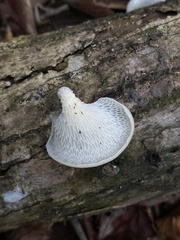 Favolus brasiliensis