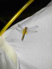 Erythrodiplax umbrata