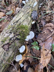 Favolus brasiliensis