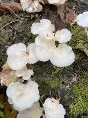 Favolus brasiliensis