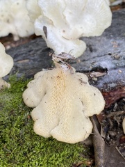 Favolus brasiliensis