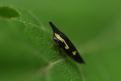 Polyglypta
