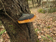 Fomitopsis