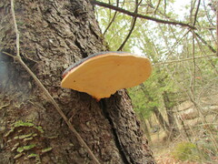 Fomitopsis