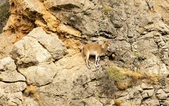 Capra pyrenaica