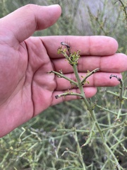 Adolphia californica