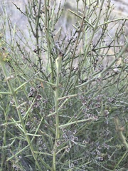 Adolphia californica