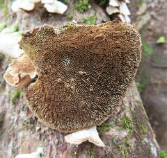 Daedaleopsis confragosa