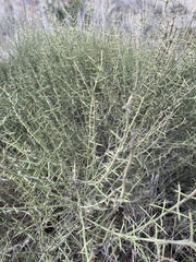 Adolphia californica
