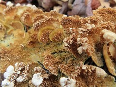 Steccherinum ochraceum