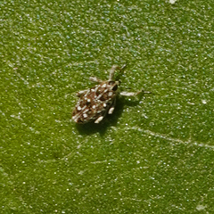 Cylindrocopturus adspersus