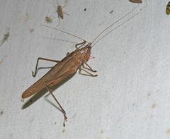 Neoconocephalus robustus