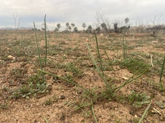 Dipterostemon capitatus