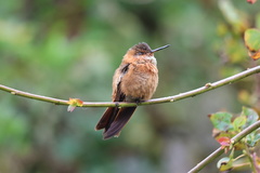 Aglaeactis cupripennis