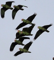 Amazona viridigenalis