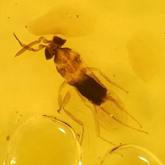 Aphelinidae