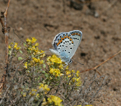 Plebejus argyrognomon