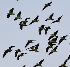 Amazona viridigenalis