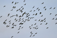 Amazona viridigenalis