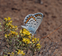 Plebejus argyrognomon